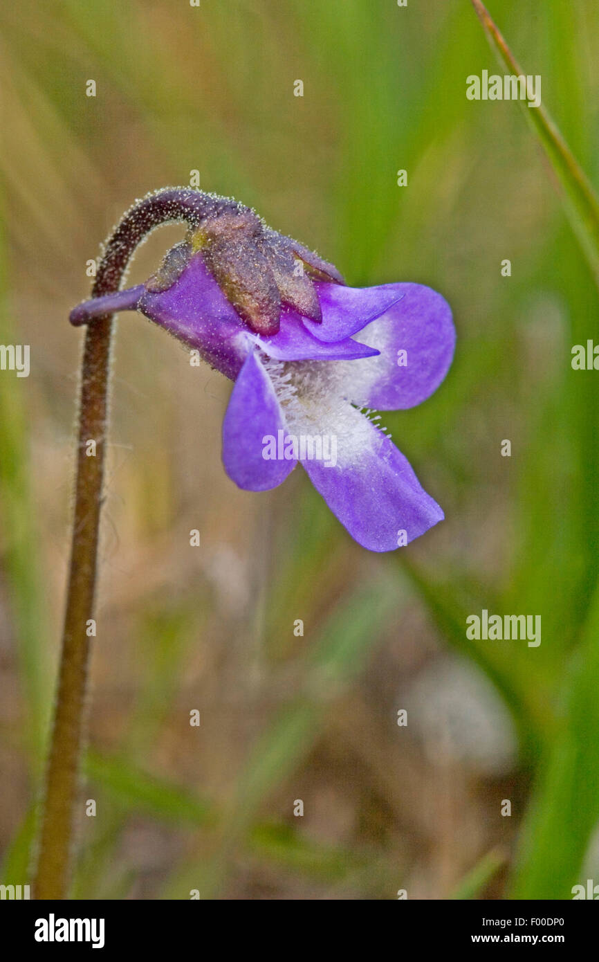 common butterwort (Pinguicula vulgaris), flower with spur, Germany Stock Photo
