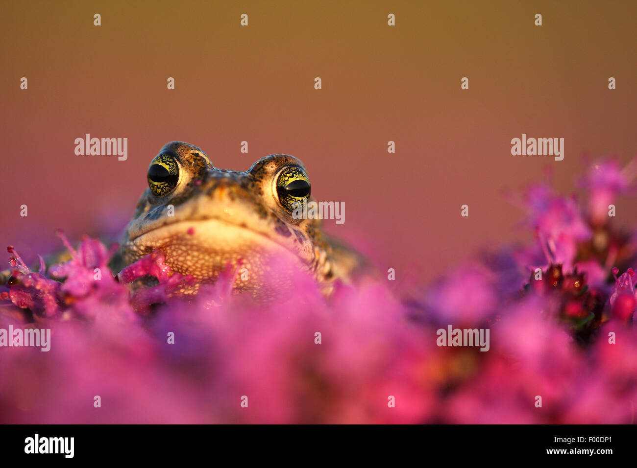 natterjack toad, natterjack, British toad (Bufo calamita), looking out between pink blossoms, Belgium Stock Photo