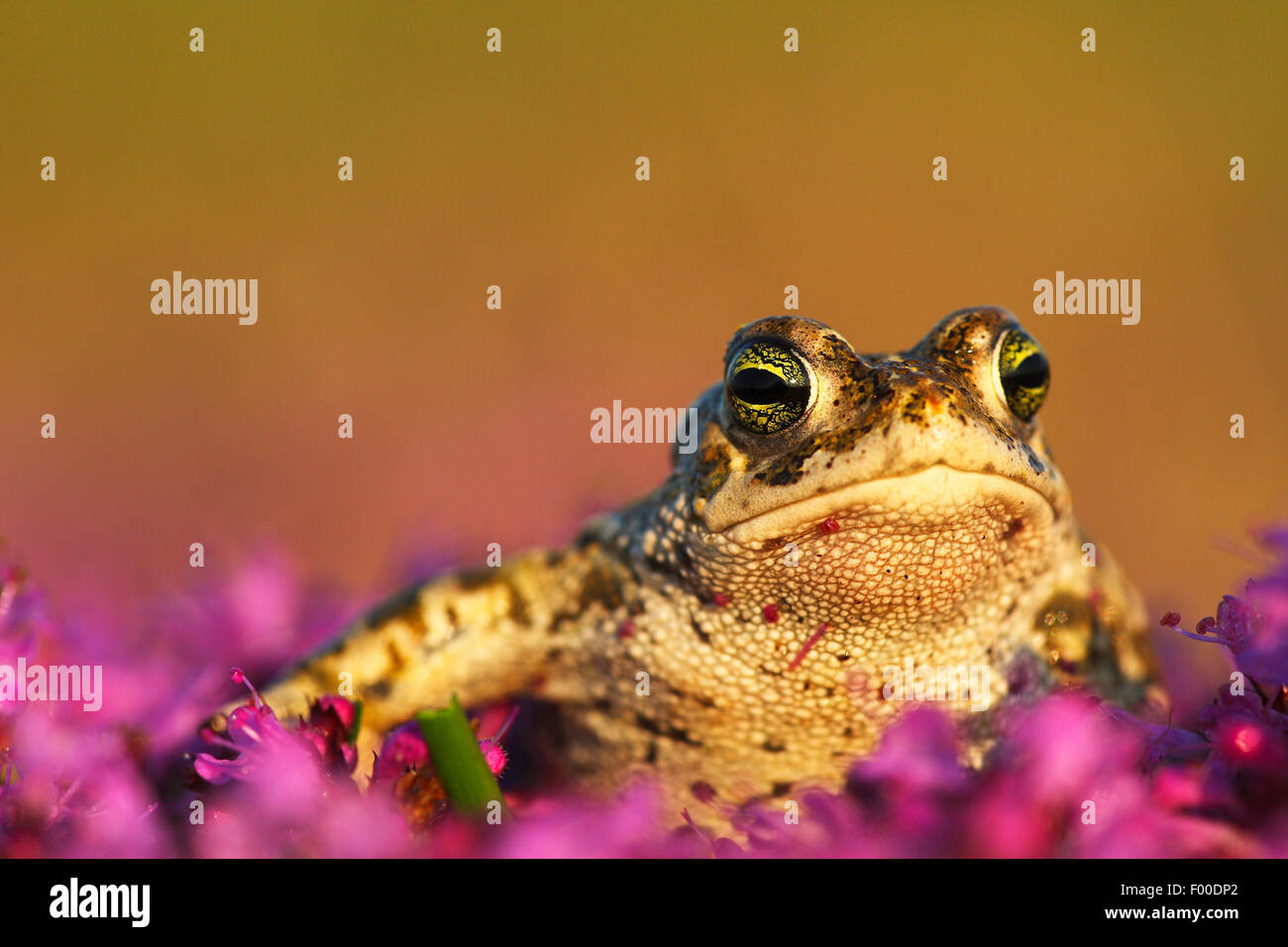 natterjack toad, natterjack, British toad (Bufo calamita), looking out between pink blossoms, Belgium Stock Photo