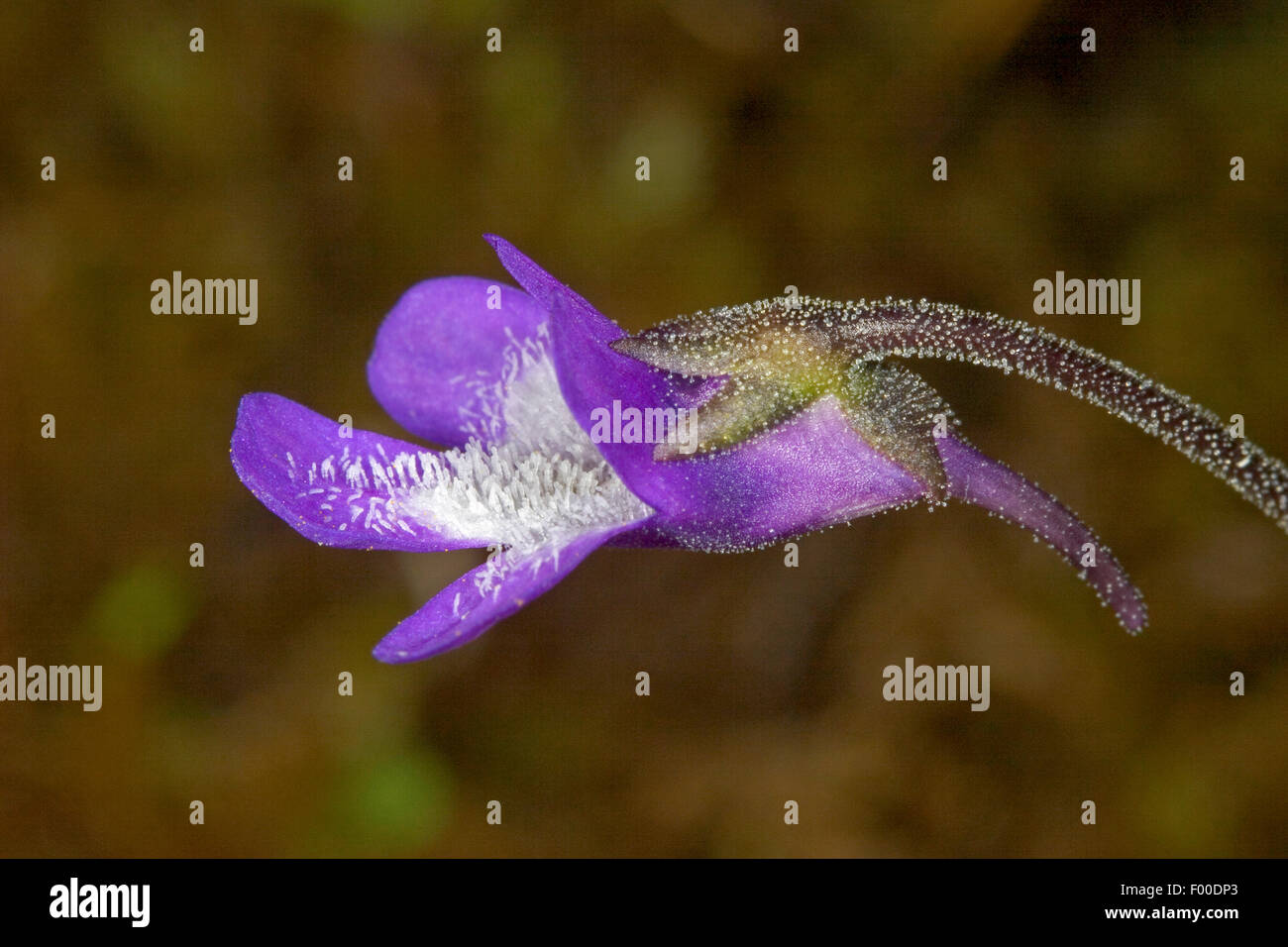 common butterwort (Pinguicula vulgaris), flower with spur, Germany Stock Photo