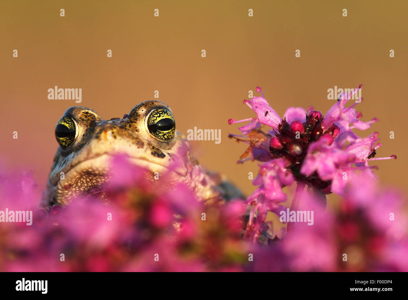 natterjack toad, natterjack, British toad (Bufo calamita), looking out between pink blossoms, Belgium Stock Photo