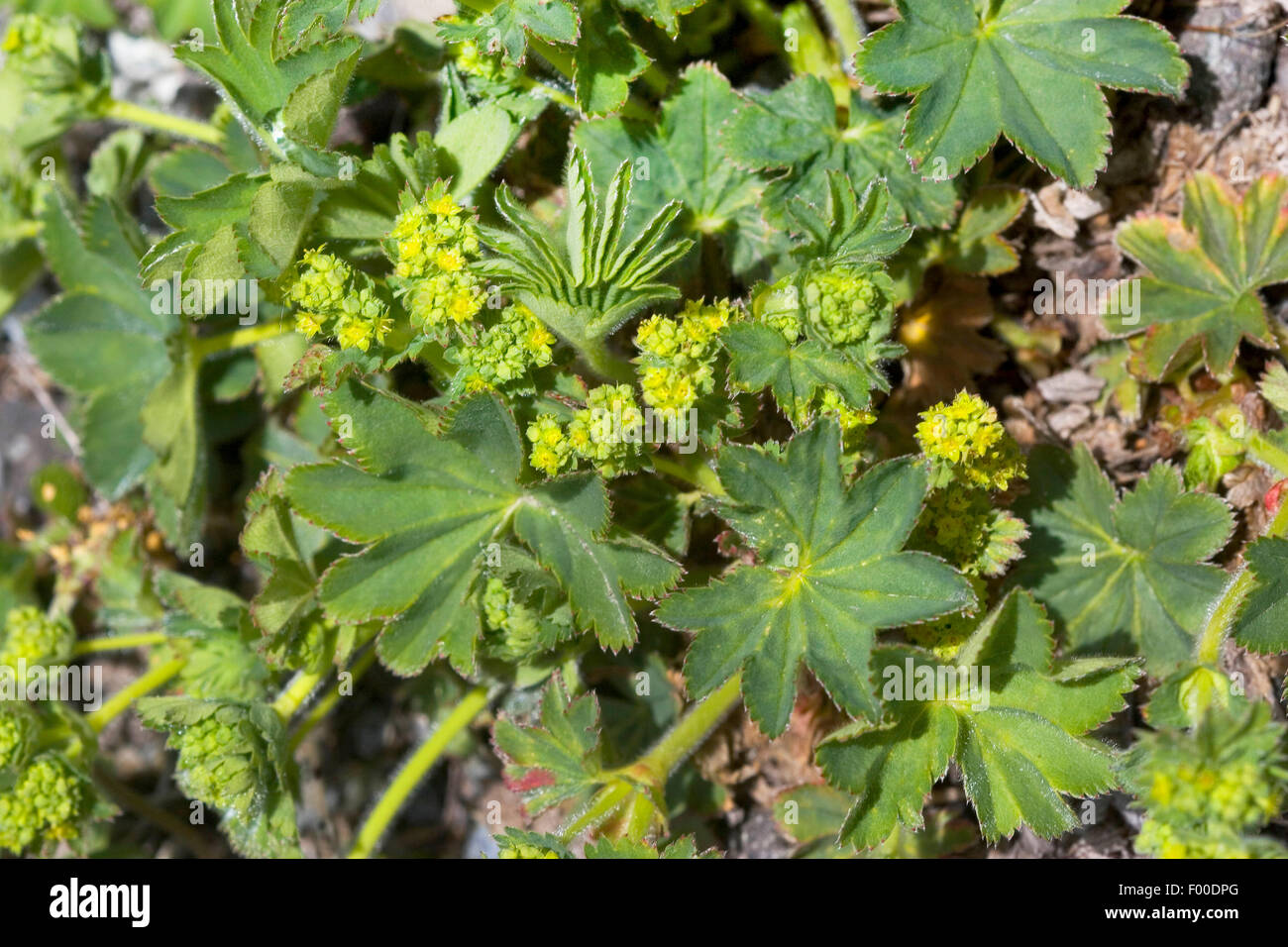 lady's-mantle (Alchemilla xanthochlora, Alchemilla vulgaris agg.), blooming, Germany Stock Photo