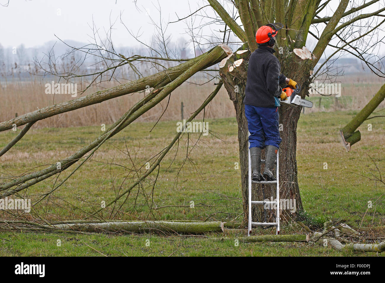 willow, osier (Salix spec.), Volunteers pruning willow trees during maintenance works in nature reserve, Belgium Stock Photo