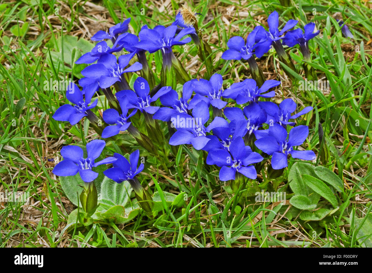Spring gentian (Gentiana verna), blooming, Germany Stock Photo