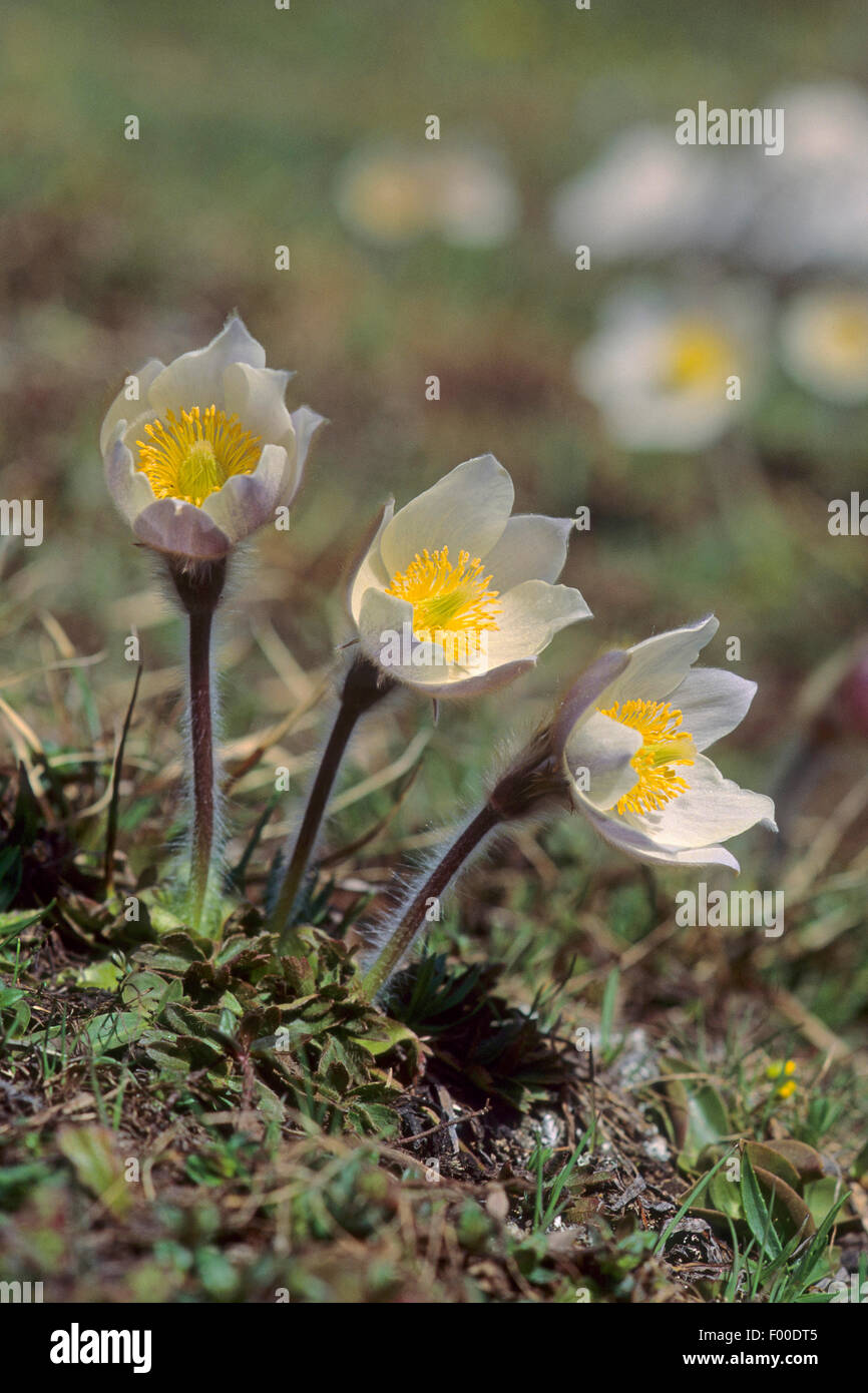 spring anemone, pasque flower (Pulsatilla vernalis), blooming, Germany Stock Photo