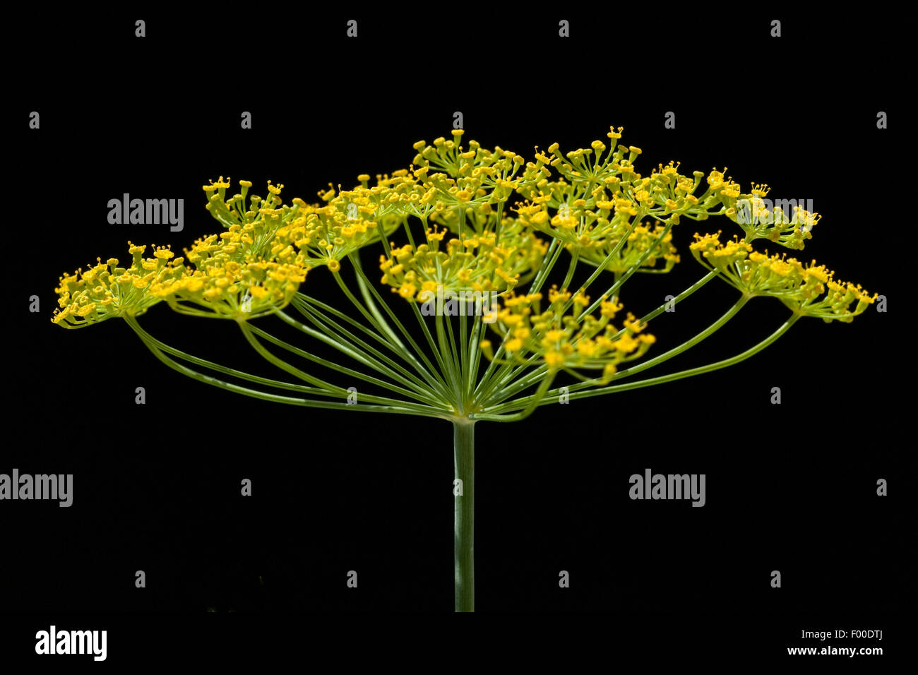 Dill; Anethum graveolens; Dilldolde; Heilpflanze; Stock Photo