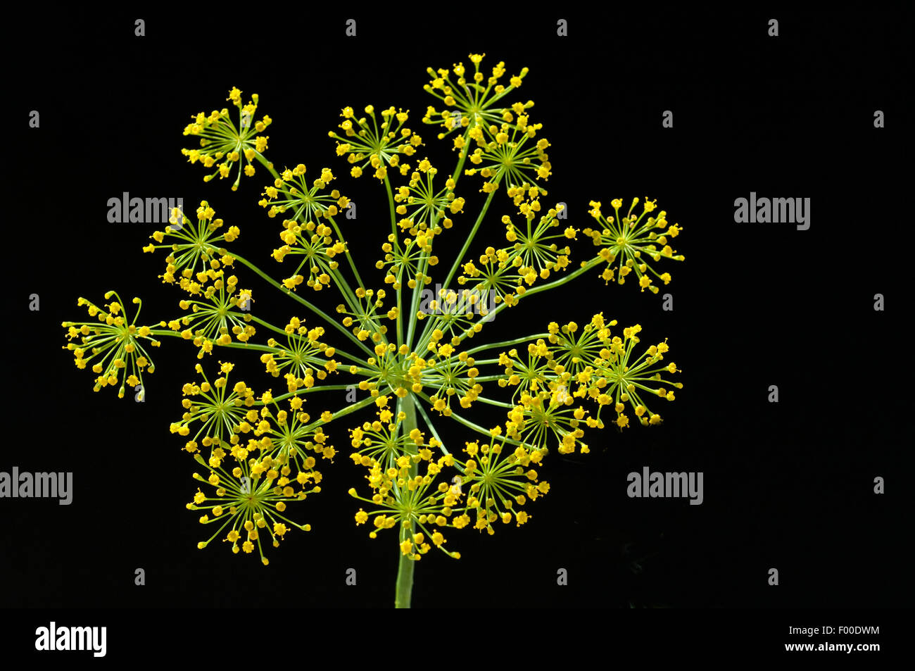 Dill; Anethum graveolens; Dilldolde; Heilpflanze; Stock Photo
