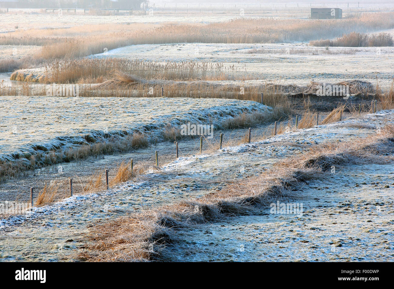 ditches and reed fringes in meadowlands in winter, Uitkerkse polder, Belgium Stock Photo