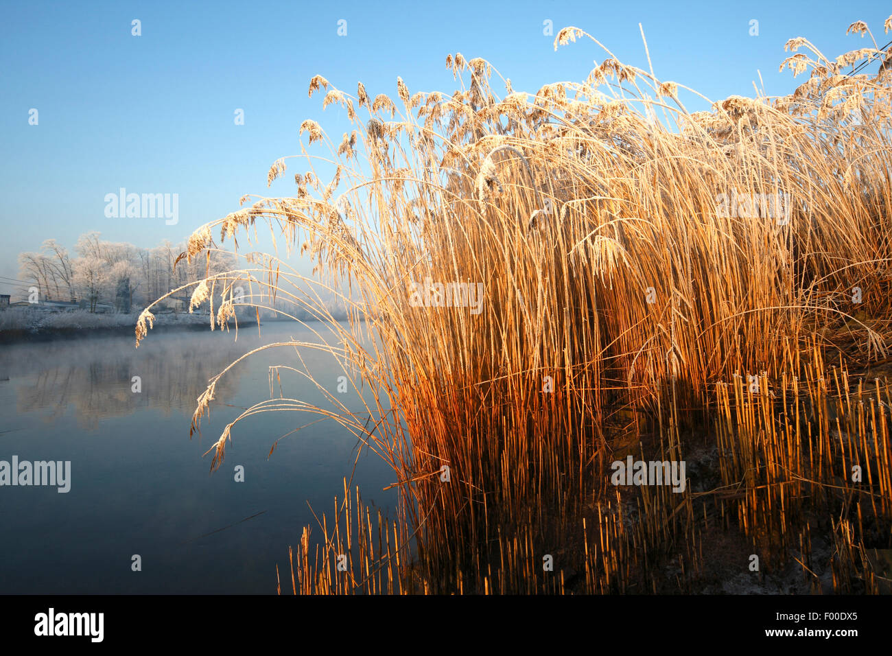 reed grass, common reed (Phragmites communis, Phragmites australis), reed fringe at sunrise, Belgium, Scheldevallei Stock Photo
