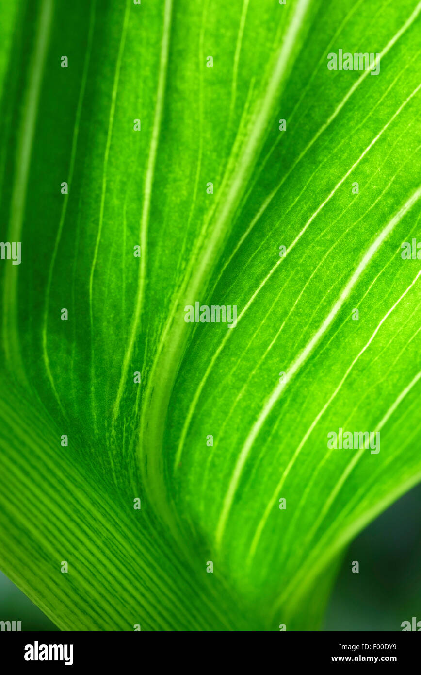 green lily leaf in garden Stock Photo