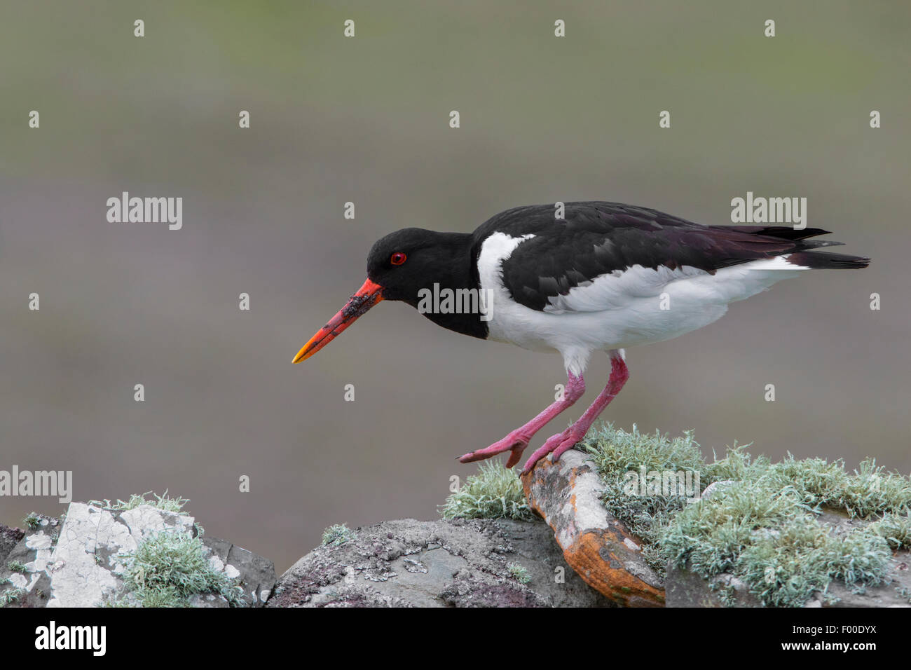Eurasian Oystercatcher Haemantopus ostralegus adult breeding plumage ...