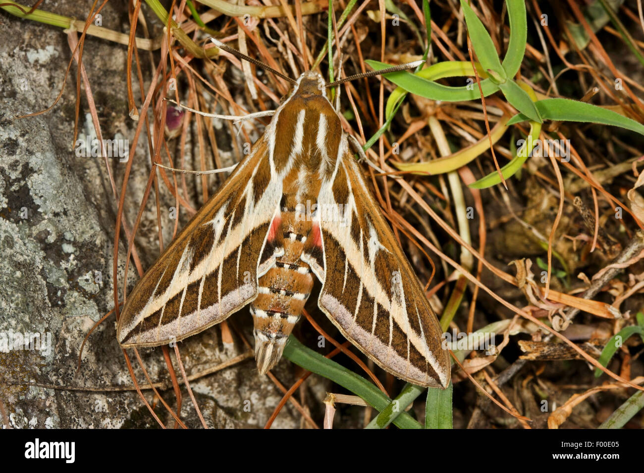 Striped Hawk-moth, Striped Hawkmoth (Hyles livornica, Hyles lineata, Celerio livornica, Celerio lineata), on grass Stock Photo
