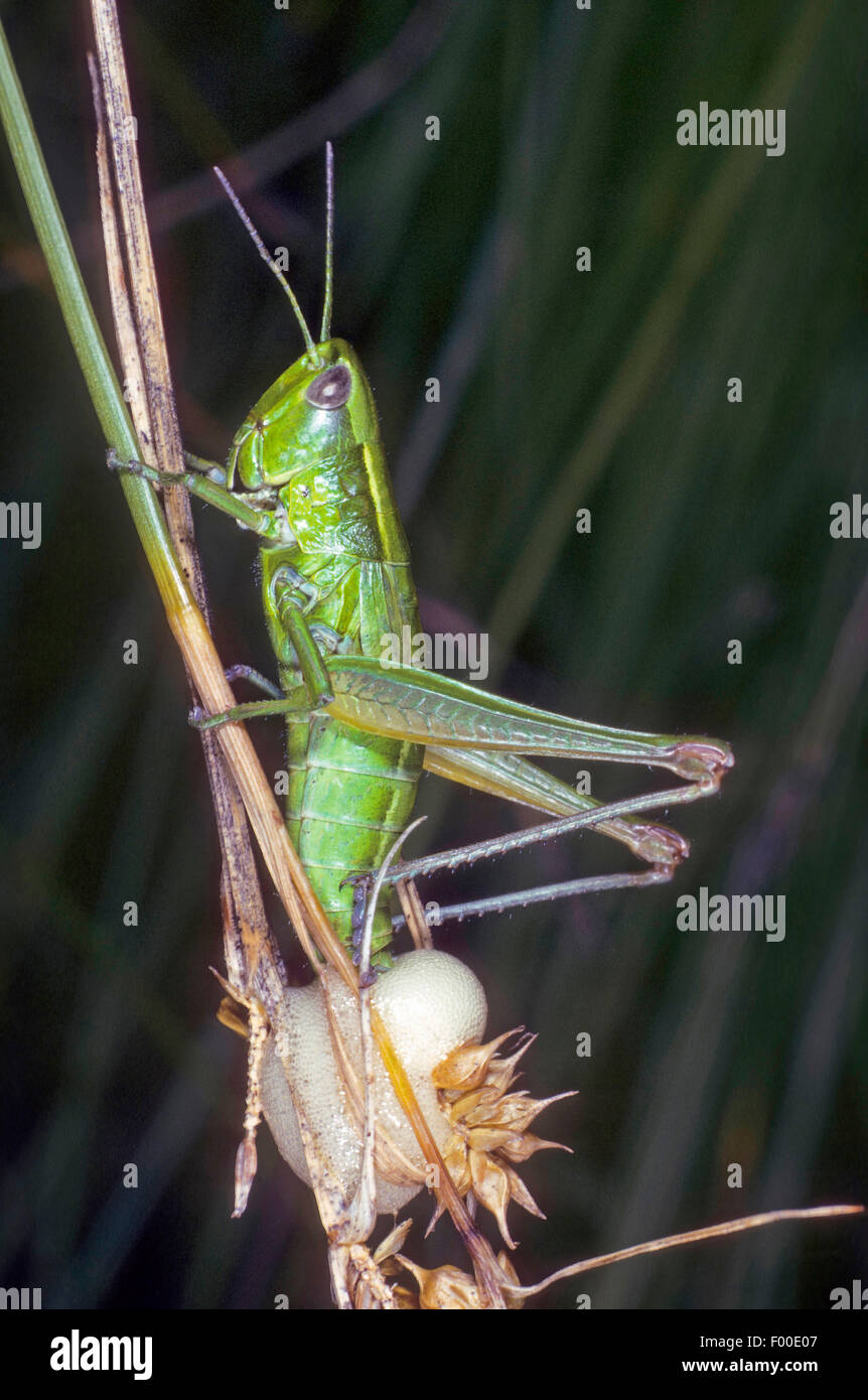 small gold (Chrysochraon brachypterus, Euthystira