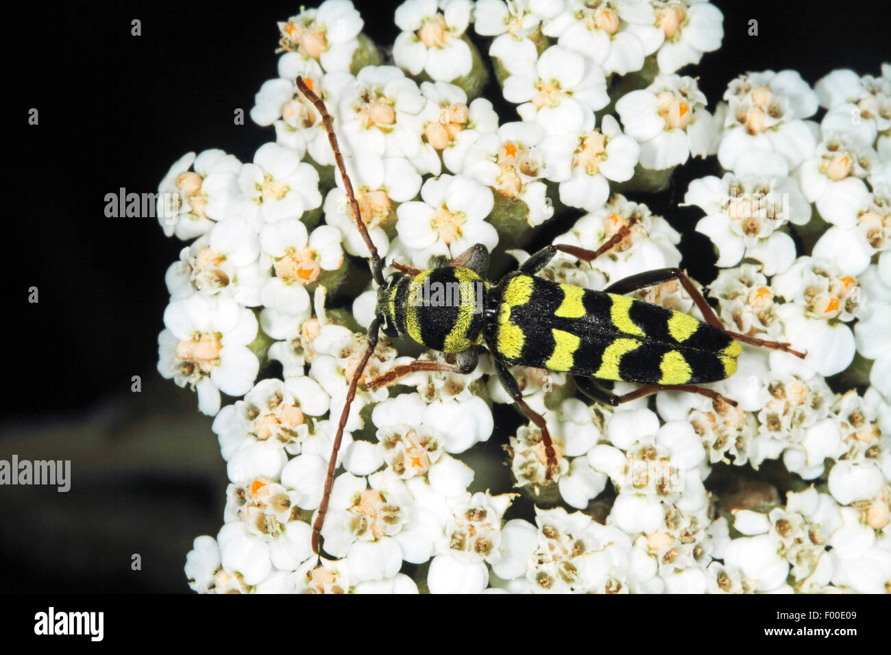 Lucerene longicorn, Alfalfa longhorn beetle (Plagionotus floralis, Echinocerus floralis, Paraplagionotus floralis), on white flowers, Germany Stock Photo