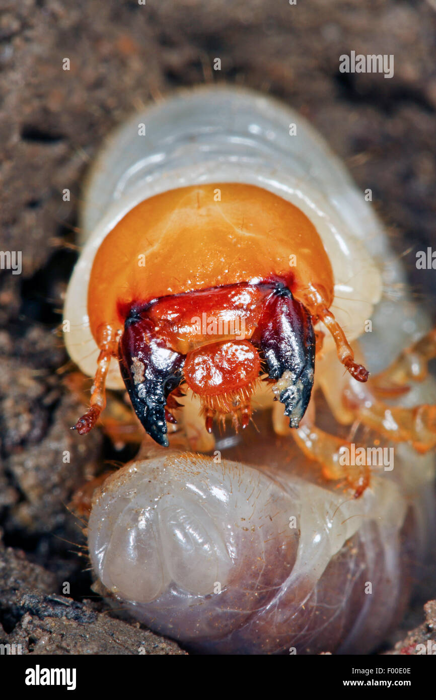 Common cockchafer, Maybug, Maybeetle (Melolontha melolontha), white grub, Germany Stock Photo