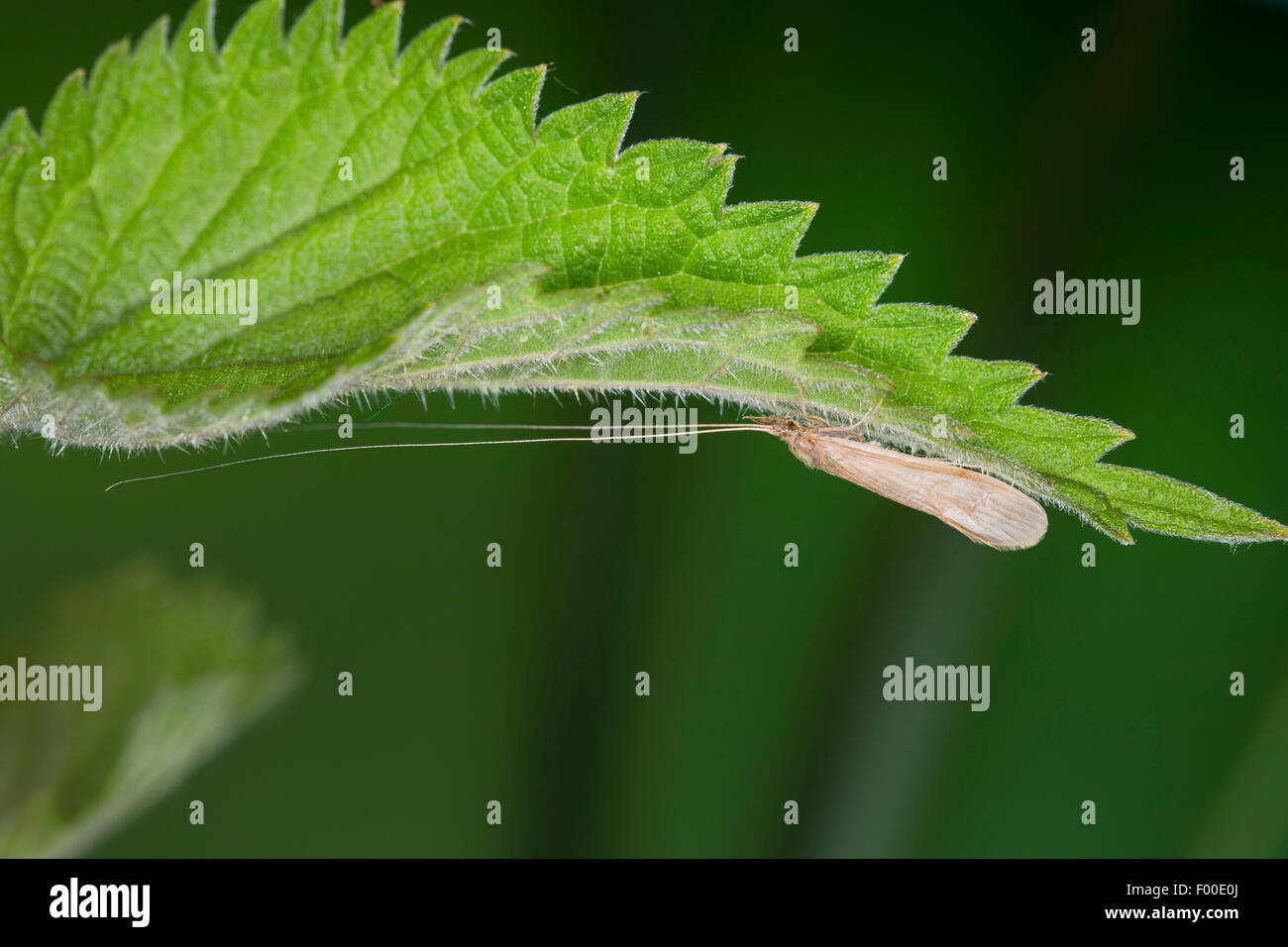 Long Horn Sedge, longhorn caddisfly, Longhorned Casemaker Caddisfly (Oecetis spec), on the