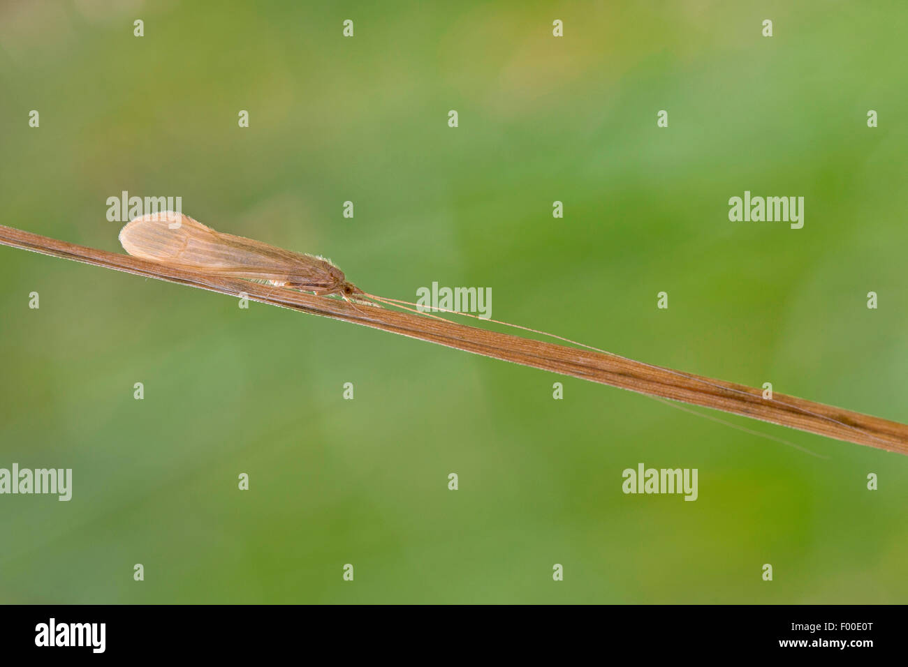 Long Horn Sedge, longhorn caddisfly, Long-horned Casemaker Caddisfly (Oecetis spec), at a blade of gras Stock Photo