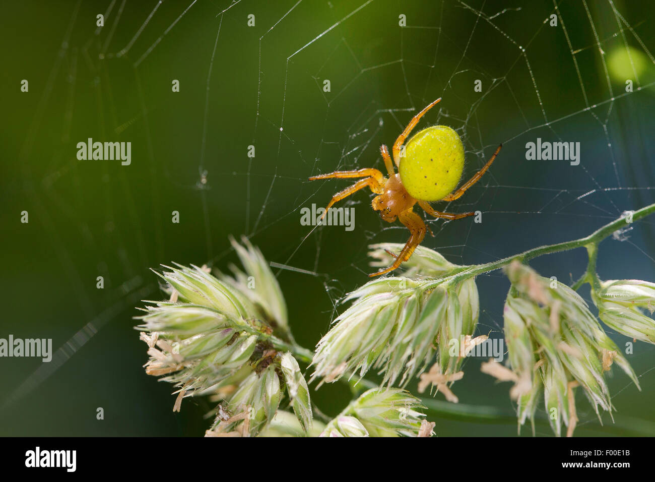 Gourd spider, Pumpkin spider (Araniella cucurbitina oder Araniella opistographa), in its web at grass ears, Germany Stock Photo