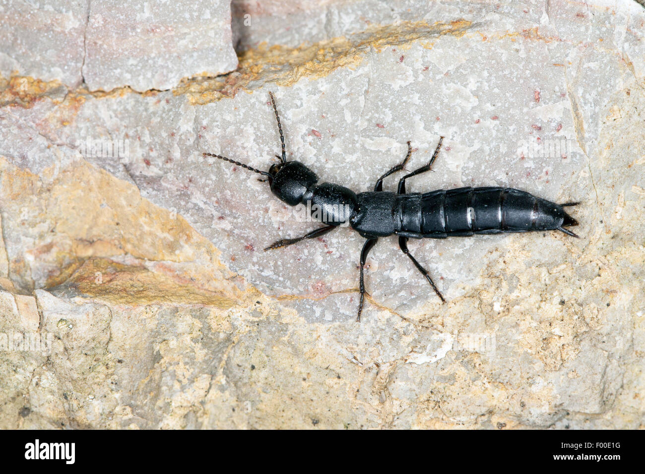 Devils coach horse beetle hi-res stock photography and images - Alamy