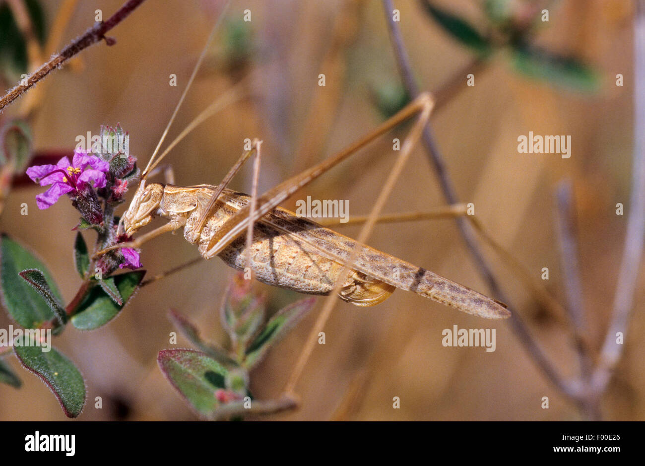 Lily Bush-Cricket (Tylopsis lilifolia), female Stock Photo