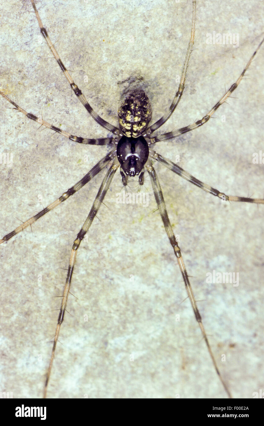 Sheet weaver (Megalepthyphantes nebulosus, Lepthyphantes nebulosus), female, Germany Stock Photo