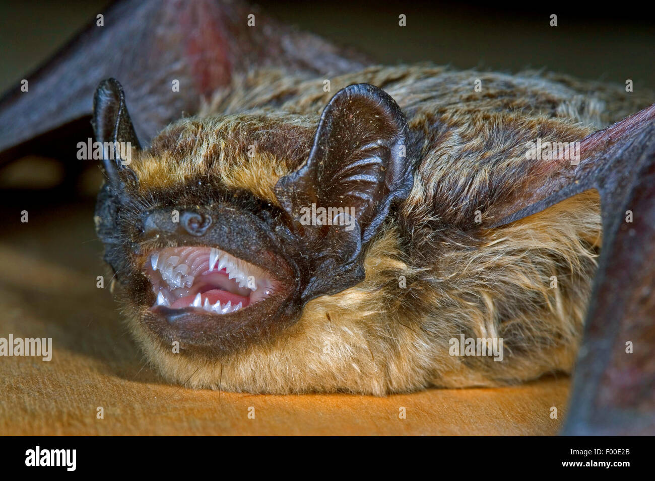 Northern bat (Eptesicus nilssonii, Eptesicus nilssoni), with mouth open, Germany Stock Photo
