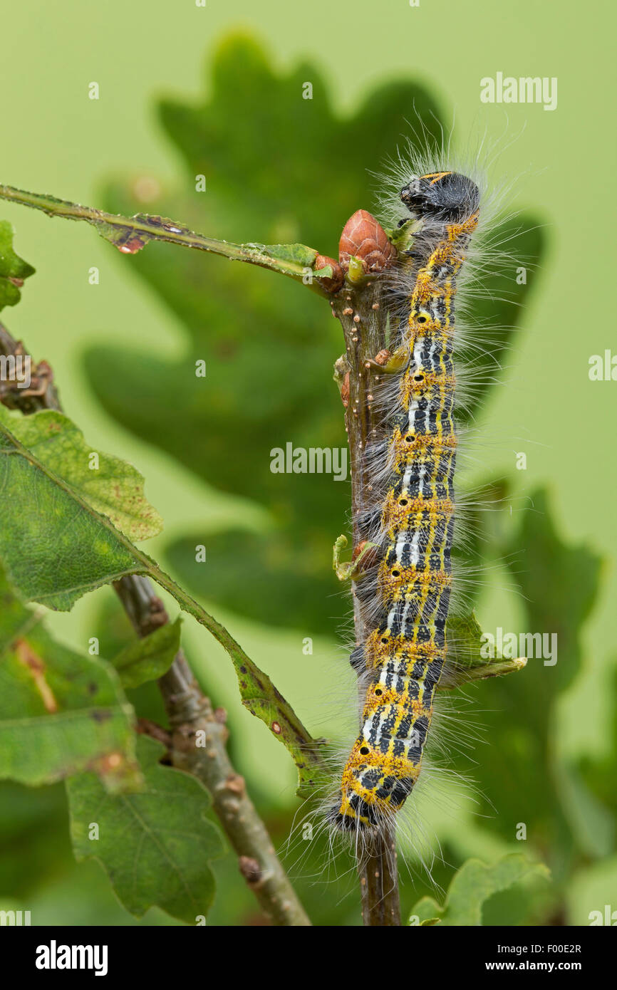 Buff-tip moth, Buff tip caterpillar (Phalera bucephala), caterpillar on an oak twig, Germany Stock Photo