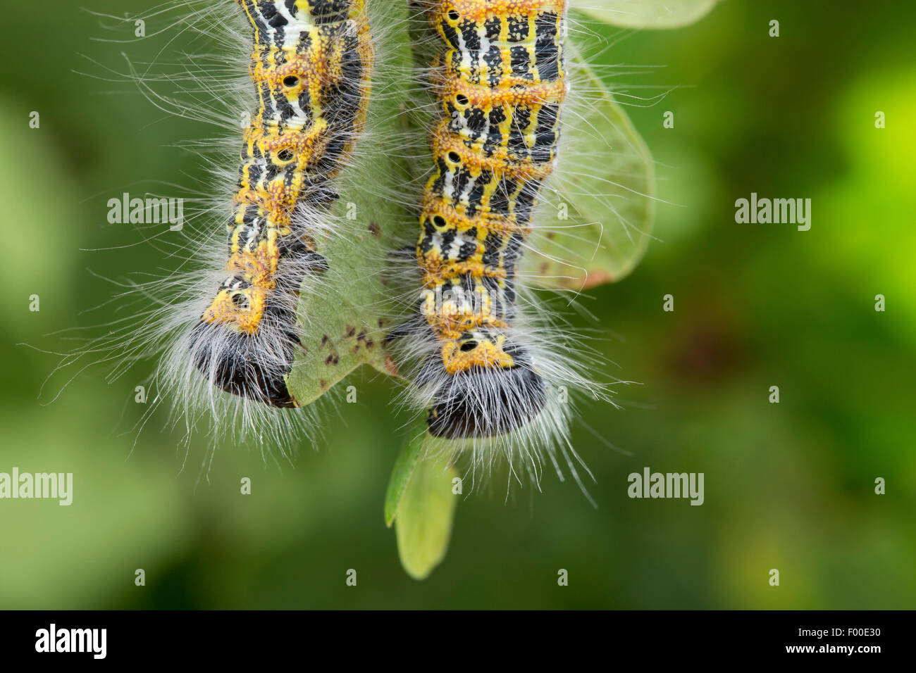 Buff-tip moth, Buff tip caterpillar (Phalera bucephala), caterpillars on an oak twig, Germany Stock Photo