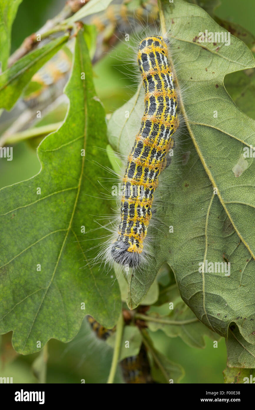 Buff-tip moth, Buff tip caterpillar (Phalera bucephala), caterpillar on an oak twig, Germany Stock Photo