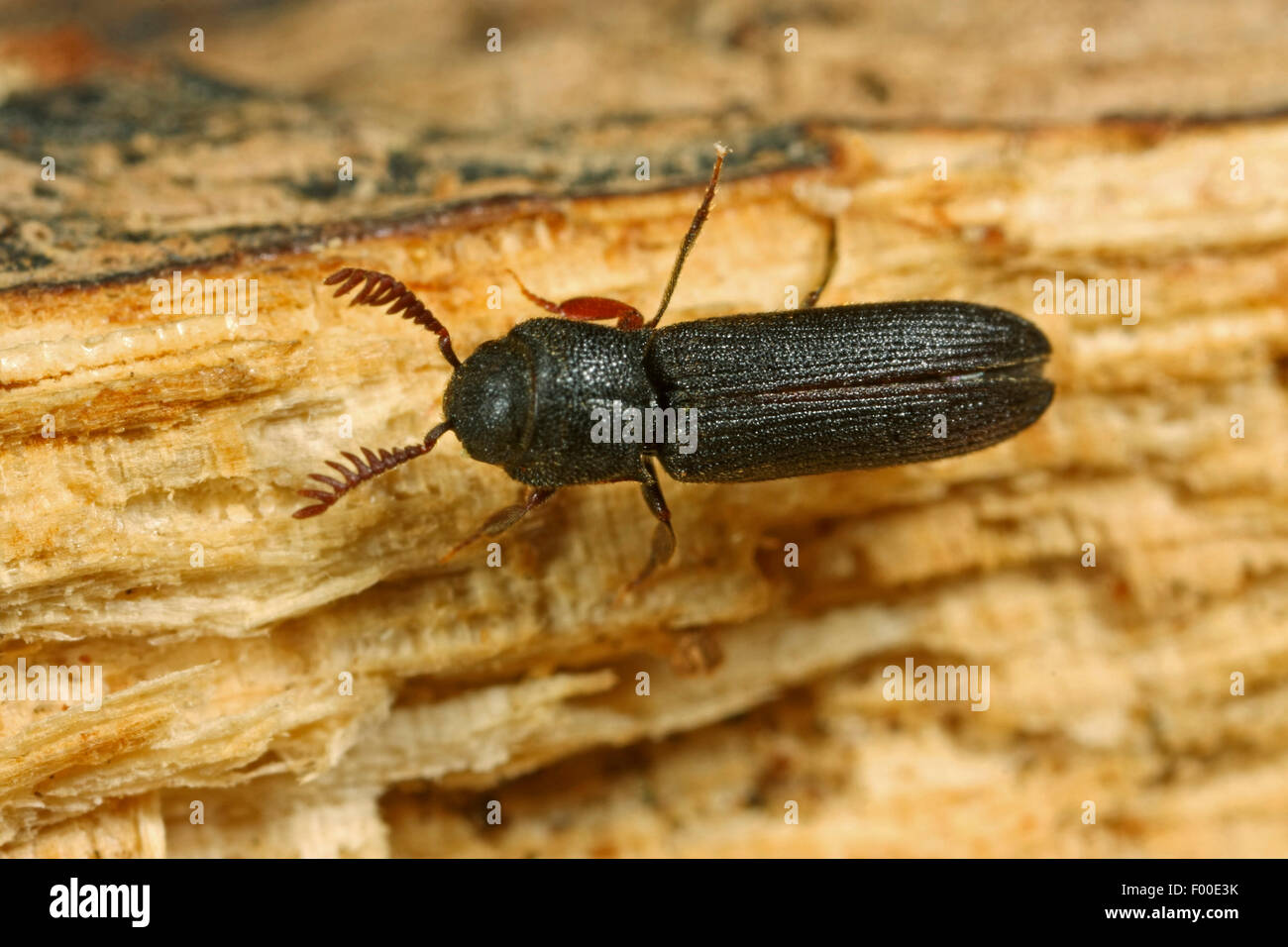 False click beetle (Melasis buprestoides), on deadwood, Germany Stock Photo