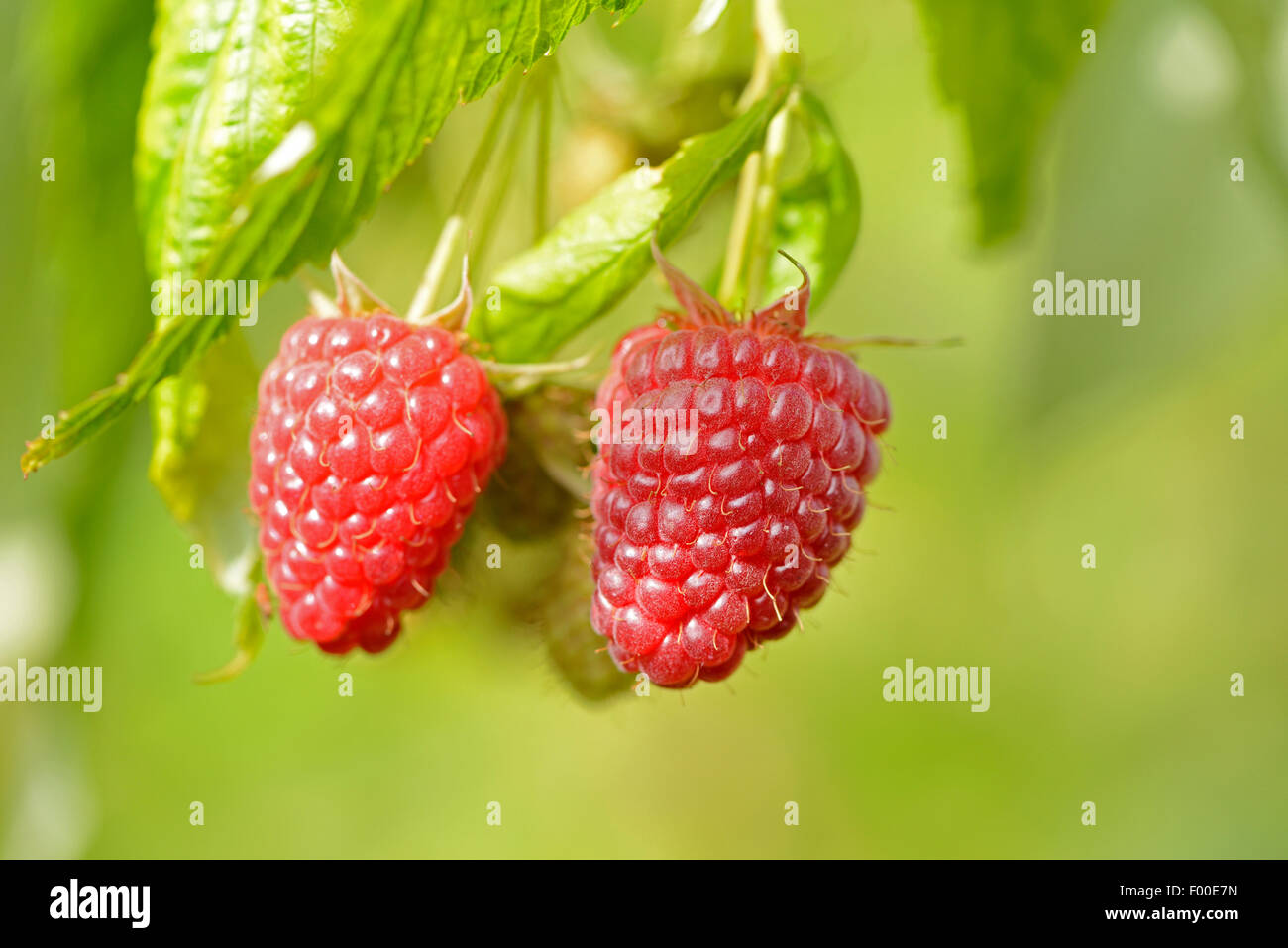 Red Raspberry Branch Raspberry branch flowers berries hi-res stock photography and images ...