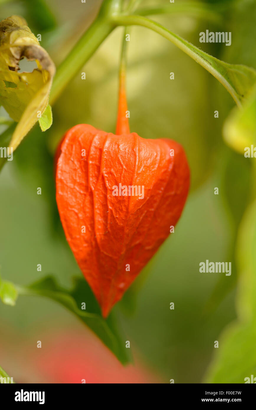 Chinese lantern, Japanese lantern, winter cherry, strawberry tomato (Physalis alkekengi var. franchetii, Physalis franchetii), ripe fruit calyx Stock Photo