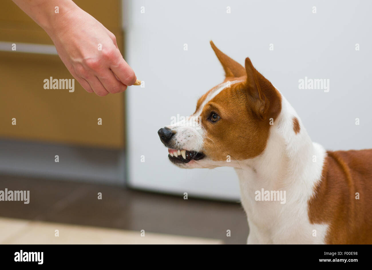 What Foods Do Dogs Hate