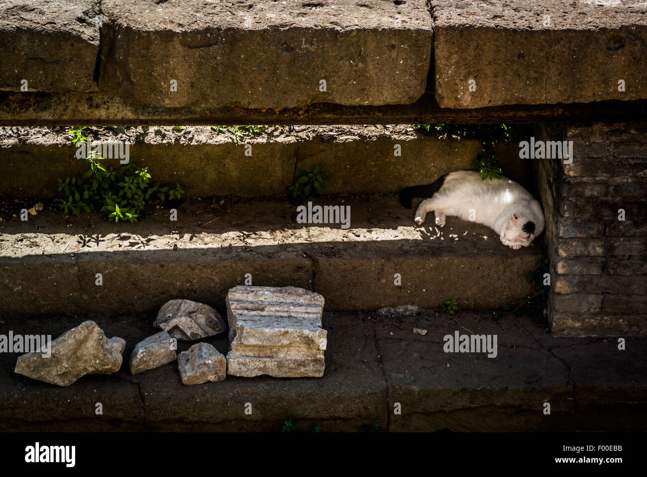 Largo di Torre Argentina roman ruins of temples and Pompey's Theatre.. Now a cat sanctuary. Rome. Italy. Stock Photo