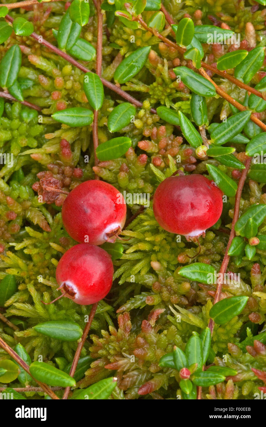 wild cranberry, bog cranberry, small cranberry, swamp cranberry (Vaccinium oxycoccos, Oxycoccus palustris), fruiting, Germany Stock Photo