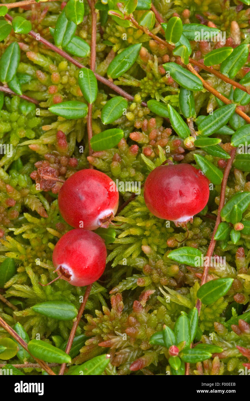 wild cranberry, bog cranberry, small cranberry, swamp cranberry