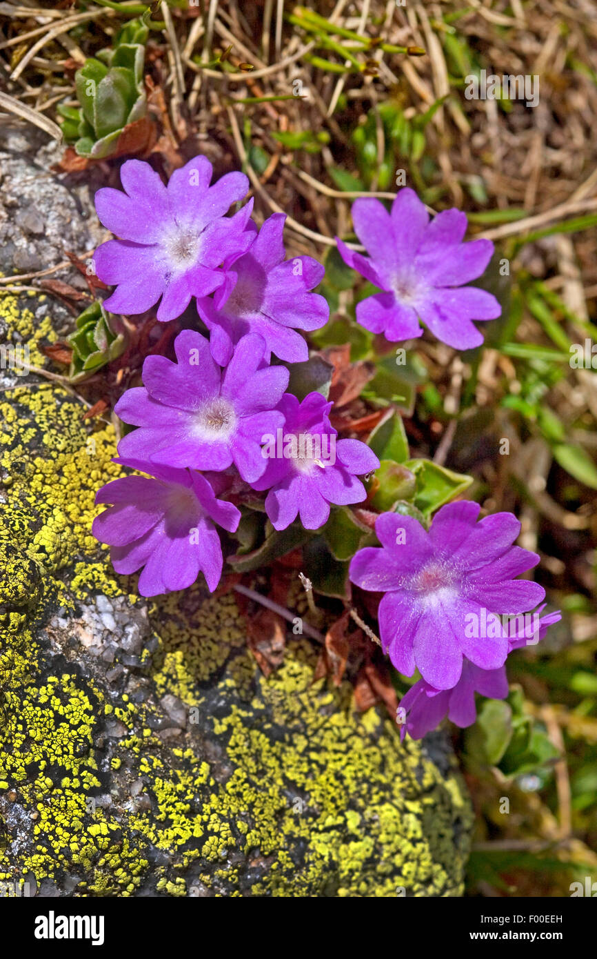 Entire-leaved primrose (Primula integrifolia), blooming, Switzerland Stock Photo