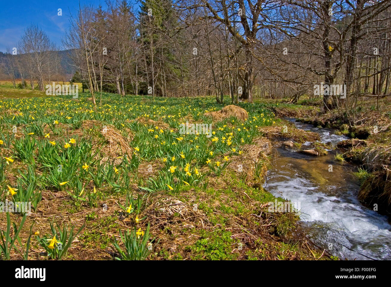 common daffodil (Narcissus pseudonarcissus), blooming in a meadow at a creek, Germany Stock Photo
