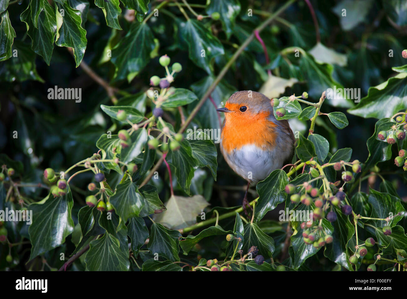 European robin (Erithacus rubecula), on ivy, Germany Stock Photo