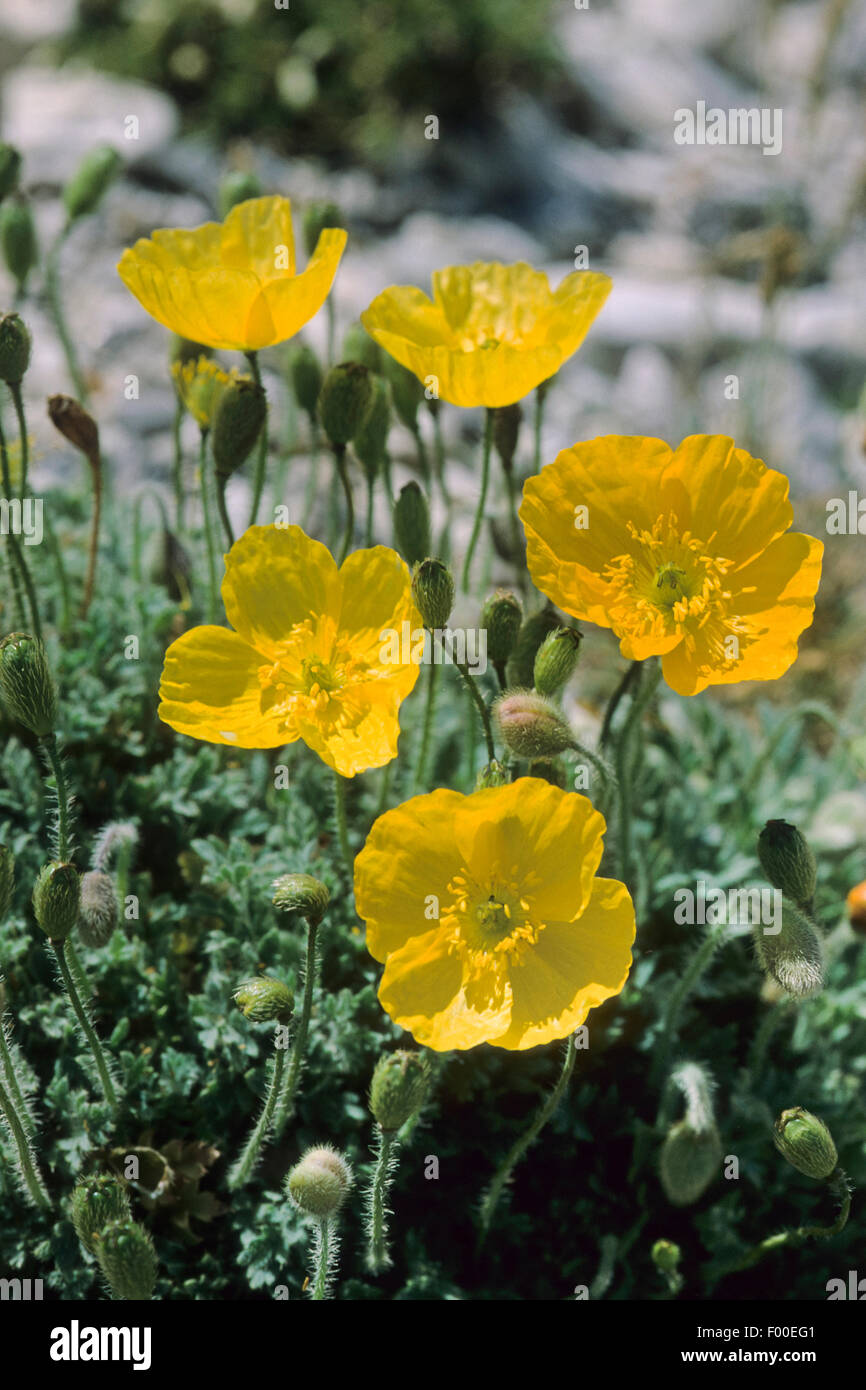 Alpine poppy, Rhaetian Alps poppy, Yellow alpine poppy, Rhaetian Alpine Poppy (Papaver rhaeticum, Papaver alpinum ssp. rhaeticum), blooming, Austria Stock Photo