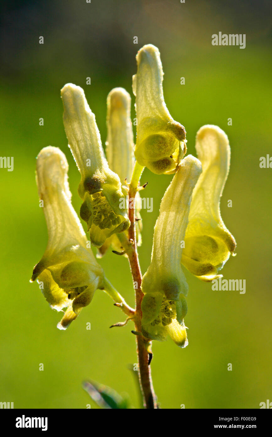 Yellow wolfsbane, Northern Wolfsbane, Monkshood, Wolf's bane (Aconitum lycoctonum ssp. vulparia, Aconitum vulparia), inflorescence, Germany Stock Photo