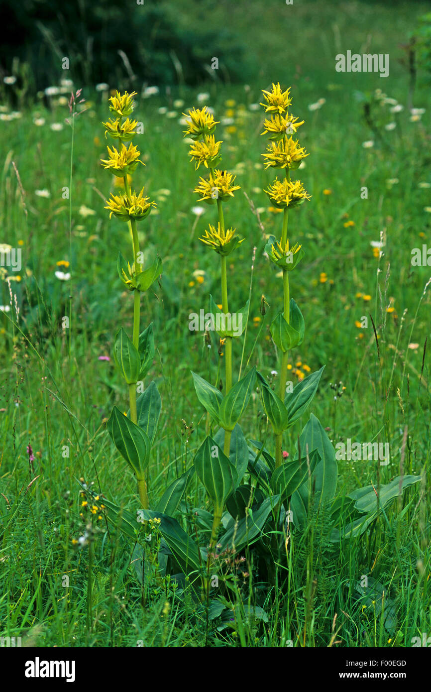 Great Yellow Gentian (Gentiana lutea), blooming, Germany Stock Photo