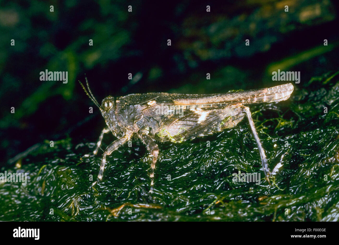 Slender groundhopper (Tetrix subulata, Tetrix subulatum, Acrydium subulatum), on wet moss, Germany Stock Photo