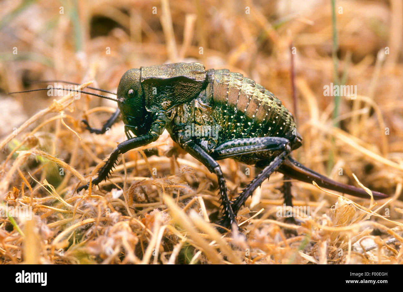 Grasshopper (Bradyporus dasypus), female Stock Photo