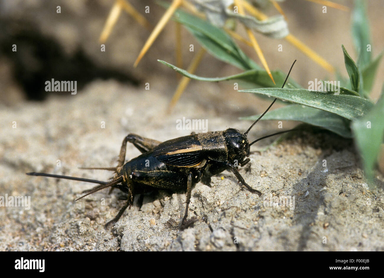 Steppe cricket, Desert cricket (Melanogryllus desertus, Acheta desertus), female Stock Photo