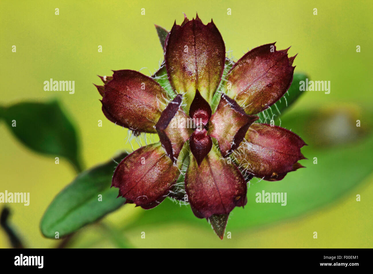 Large self-heal, Prunella loveliness (Prunella grandiflora), blooming, Germany Stock Photo