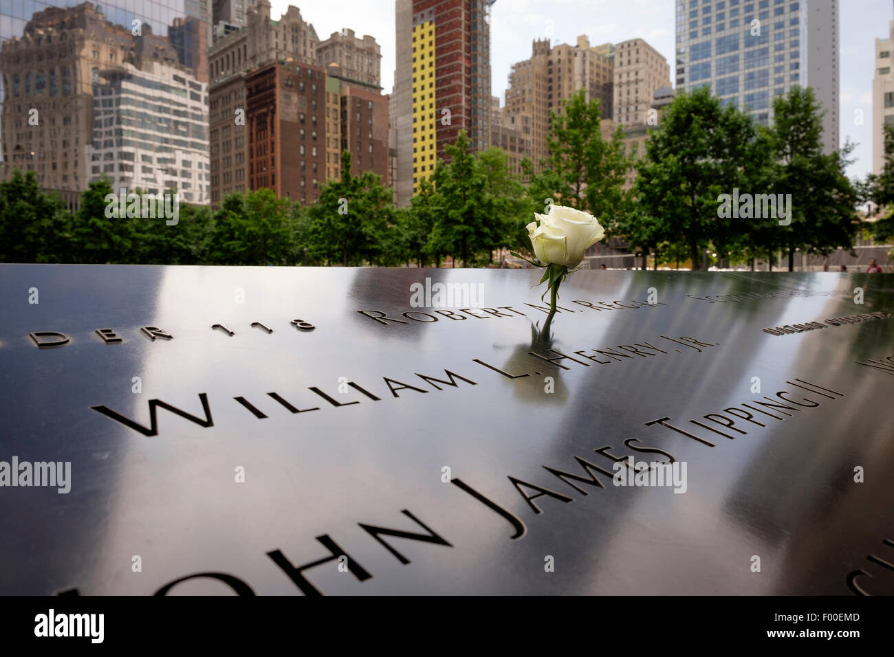 A white rose placed in a name on the 911 memorial garden, New York, NY, USA, United States of America. Stock Photo