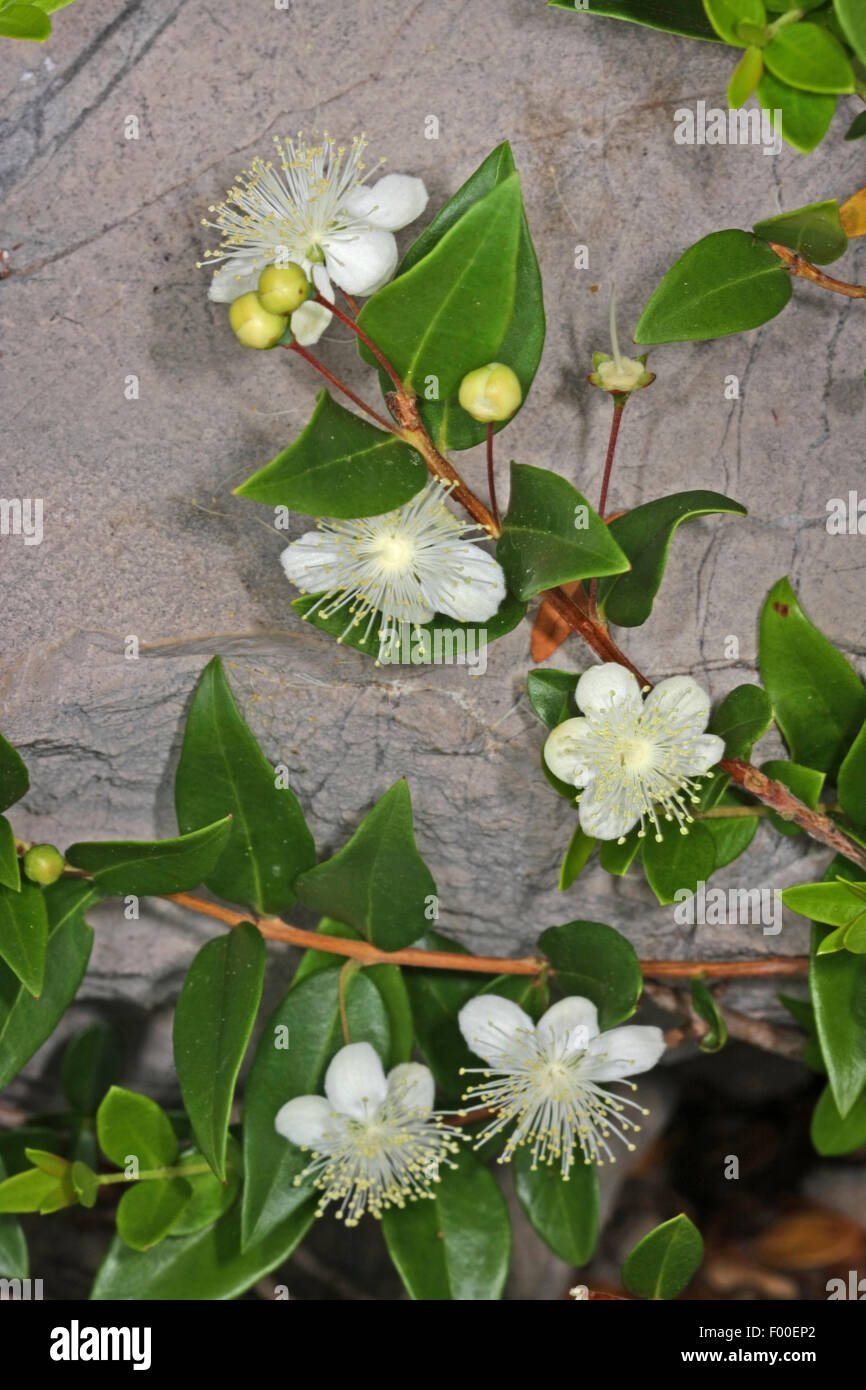 myrtle (Myrtus communis), blooming branches Stock Photo