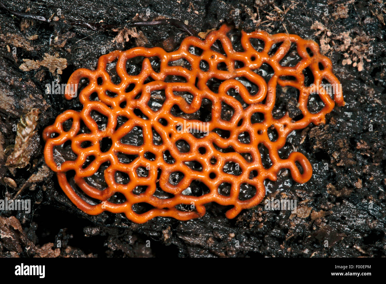 Pretzel slime mold, Pretzel slime (Hemitrichia serpula, Mucor serpula, Arcyria serpula), Germany Stock Photo
