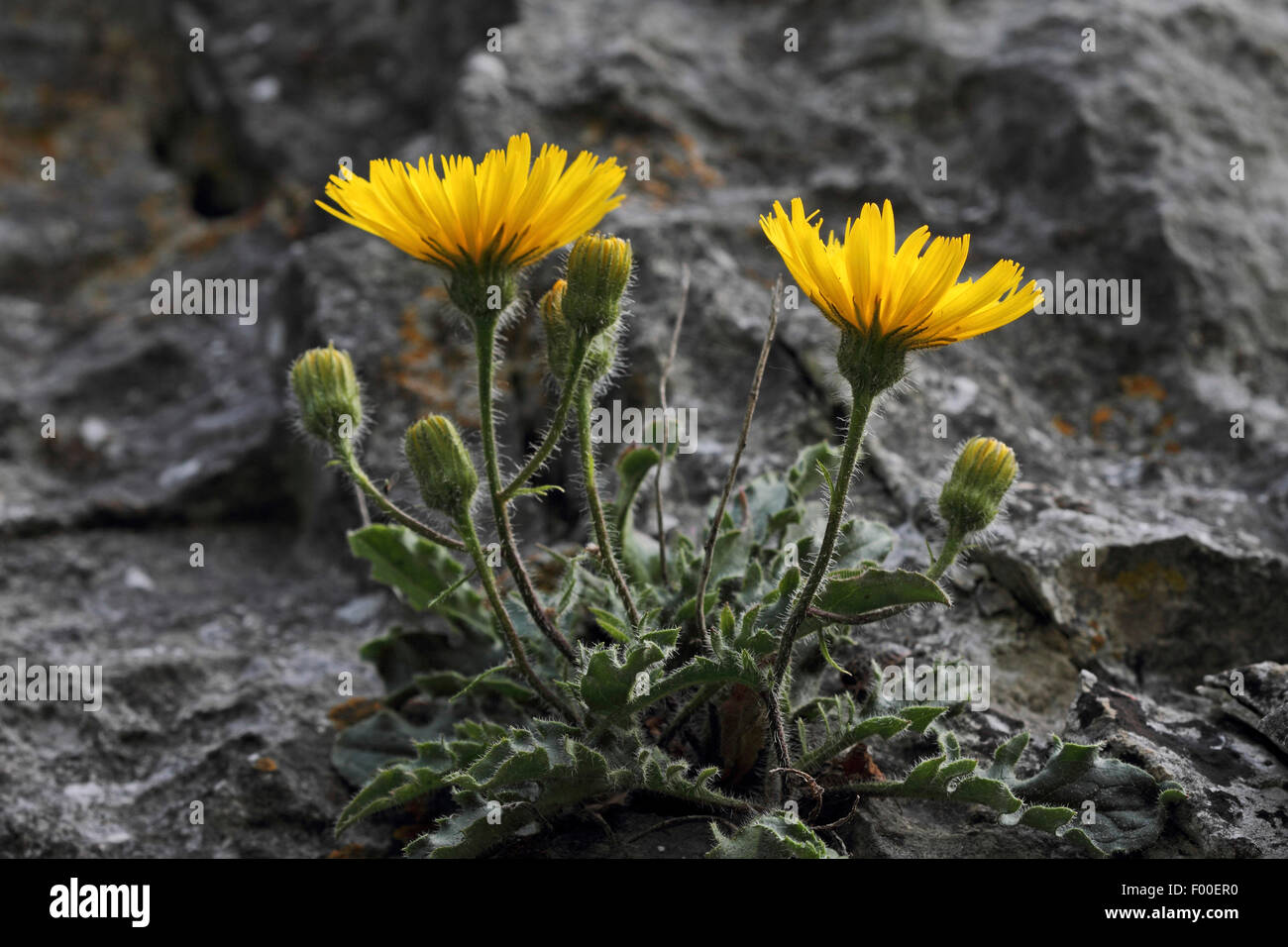 Dawarf hawkweed (Hieracium humile), blooming between rocks, Germany Stock Photo